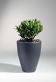 Money tree, Dollar Plant, Jade Plant, friendship tree,lucky plant , Money Plant
